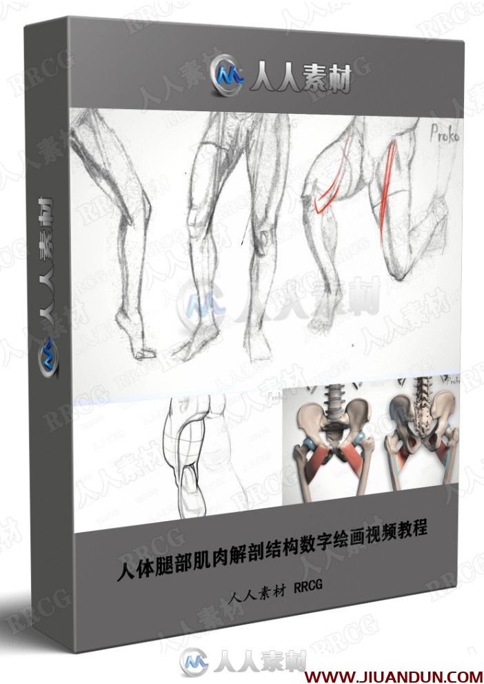 人体腿部肌肉解剖结构数字绘画视频教程 CG 第1张