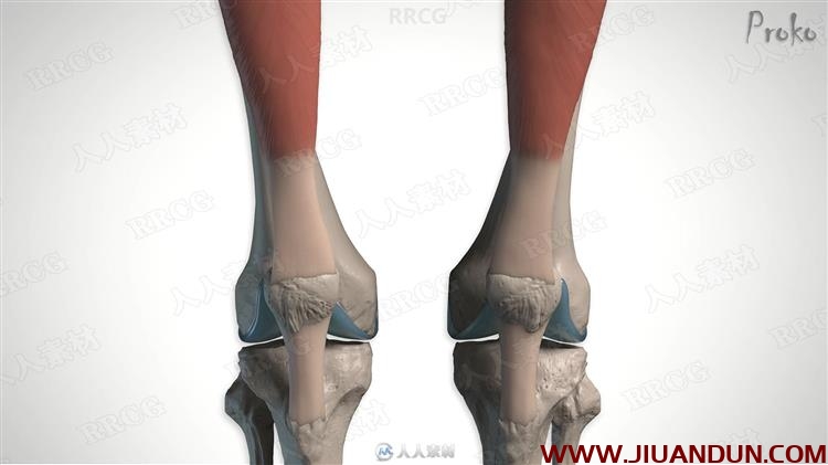 人体腿部肌肉解剖结构数字绘画视频教程 CG 第2张