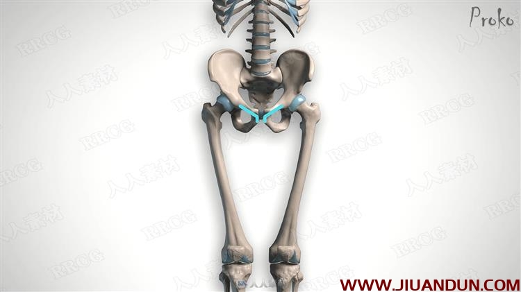 人体腿部肌肉解剖结构数字绘画视频教程 CG 第3张