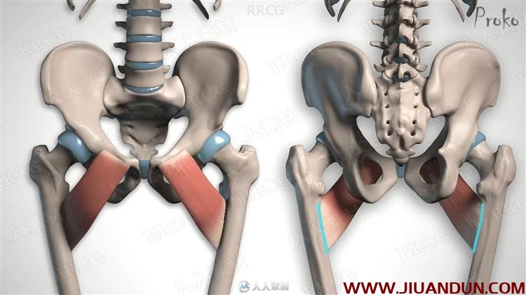 人体腿部肌肉解剖结构数字绘画视频教程 CG 第6张