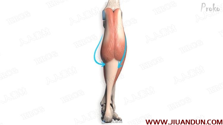 人体腿部肌肉解剖结构数字绘画视频教程 CG 第10张