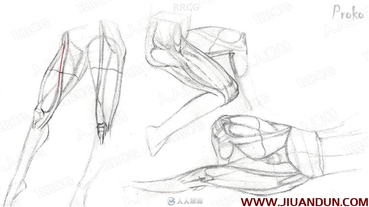 人体腿部肌肉解剖结构数字绘画视频教程 CG 第16张