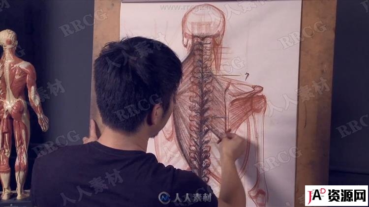 人体解剖结构完整剖析美术基础传统绘画教学视频教程 design others 第4张