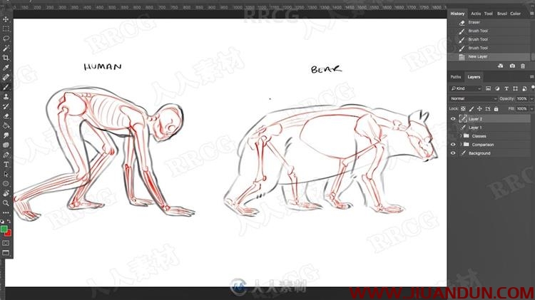 动物角色解剖结构分步过程视频教程 PS教程 第4张