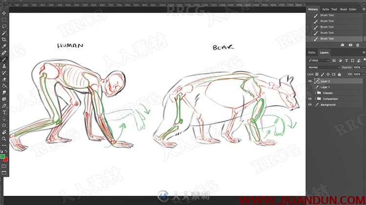 动物角色解剖结构分步过程视频教程 PS教程 第7张