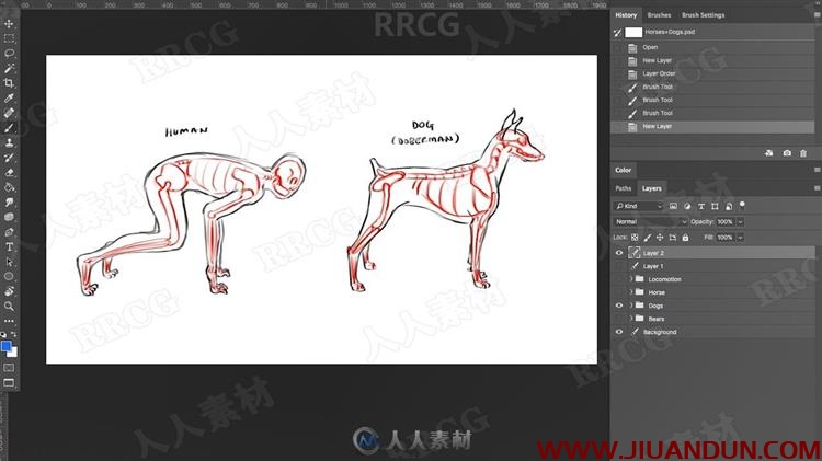 动物角色解剖结构分步过程视频教程 PS教程 第11张
