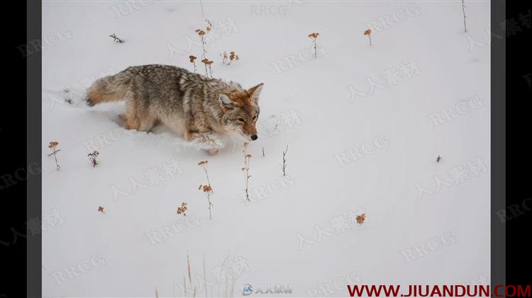 寒冷冬季雪景自然野生动物拍摄讲解视频教程 摄影 第9张
