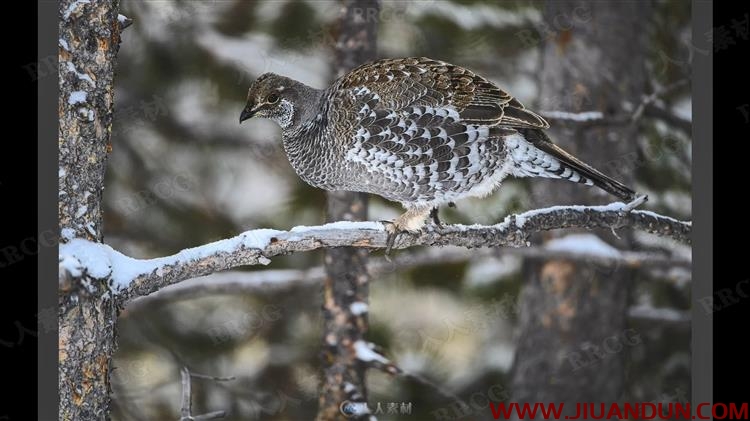寒冷冬季雪景自然野生动物拍摄讲解视频教程 摄影 第10张