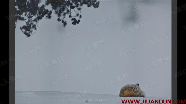 寒冷冬季雪景自然野生动物拍摄讲解视频教程 摄影 第11张