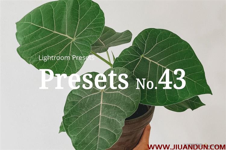 室内静物花卉后期Lightroom预设10 Light Botanical Lightroom Presets LR预设 第1张