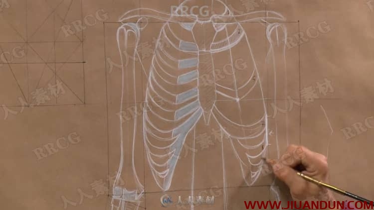 人体内在基本结构解剖学绘画基础训练视频教程 CG 第9张