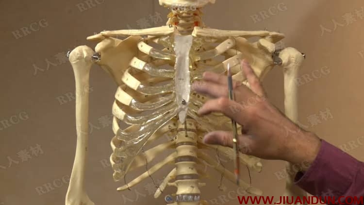 人体内在基本结构解剖学绘画基础训练视频教程 CG 第10张