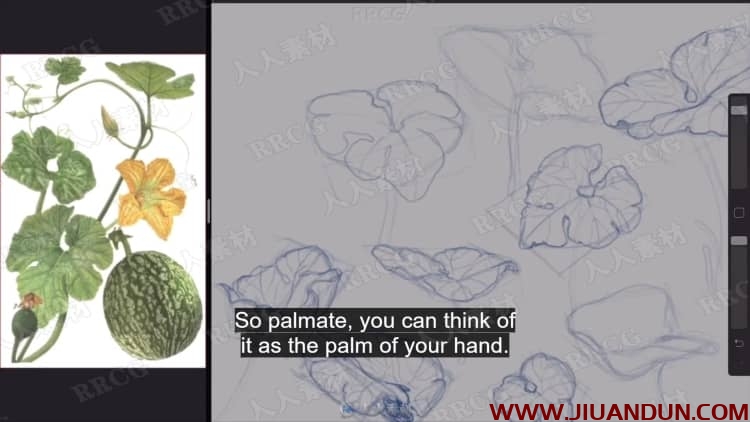 Angi Pauly花卉植物设计数字绘画视频教程 PS教程 第8张