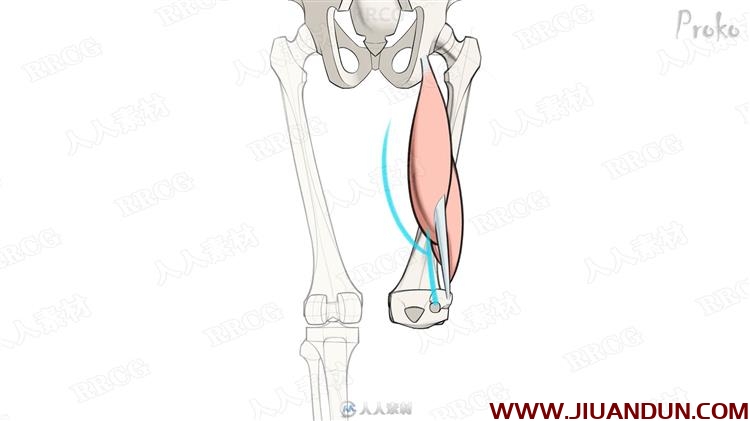 人体腿部肌肉解剖结构数字绘画视频教程 CG 第9张