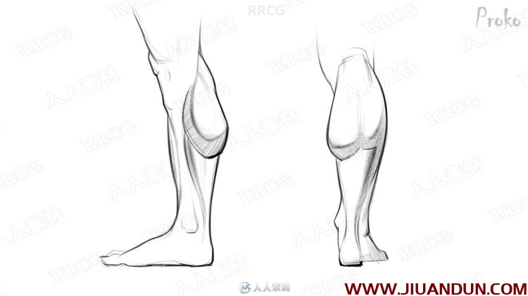 人体腿部肌肉解剖结构数字绘画视频教程 CG 第11张