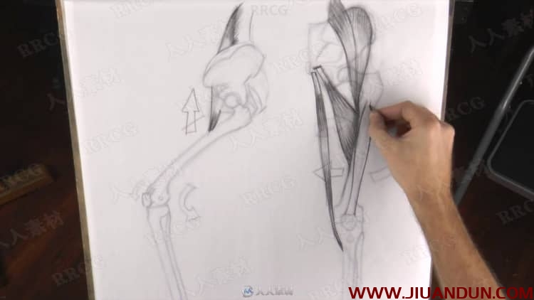 人体四肢解剖素描传统手绘视频教程 CG 第4张