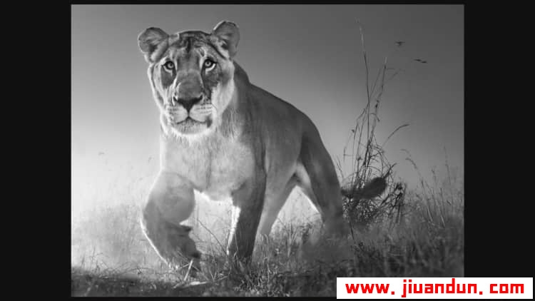 摄影大师大卫·雅罗(David Yarrow)野生动物纪实黑白摄影教程中英字幕 摄影 第37张