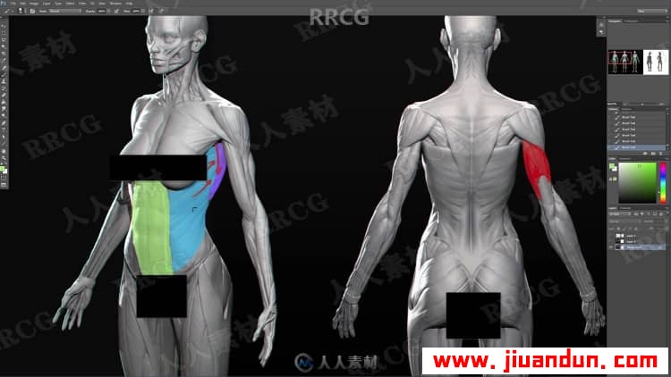女性身材形象结构剖析数字绘画技术视频教程 CG 第7张