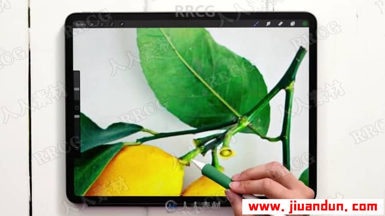 Procreate绘画平面风格水粉植物数字水粉画视频教程 CG 第14张