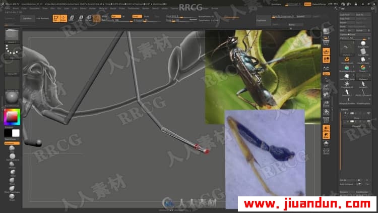 Zbrush超写实昆虫设计完整制作流程视频教程 3D 第3张