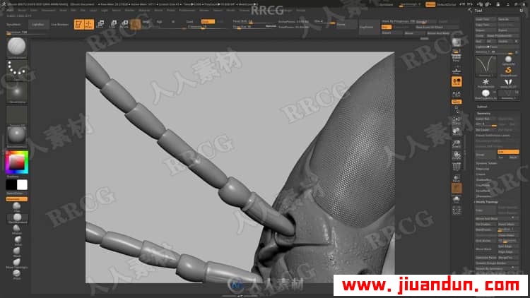 Zbrush超写实昆虫设计完整制作流程视频教程 3D 第6张