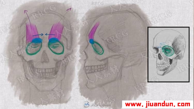人物面部表情动作解剖学绘画解析视频教程 CG 第4张