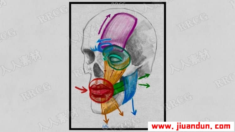 人物面部表情动作解剖学绘画解析视频教程 CG 第6张