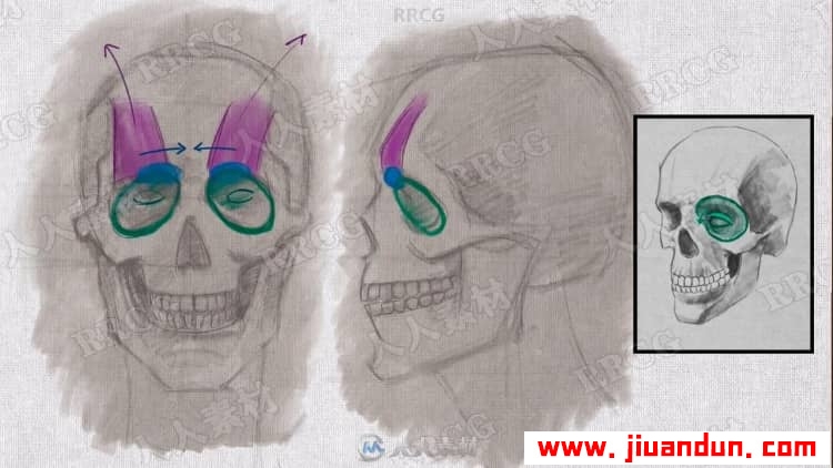 人物面部表情动作解剖学绘画解析视频教程 CG 第8张