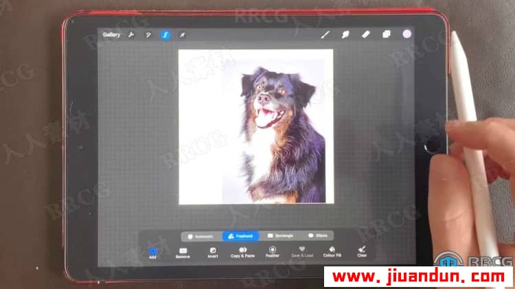 Procreate宠物逼真写实可爱肖像数字绘画视频教程 CG 第9张