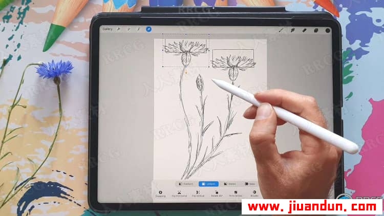Procreate绘制可爱矢车菊素描涂鸦插画数字绘画视频教程 CG 第4张