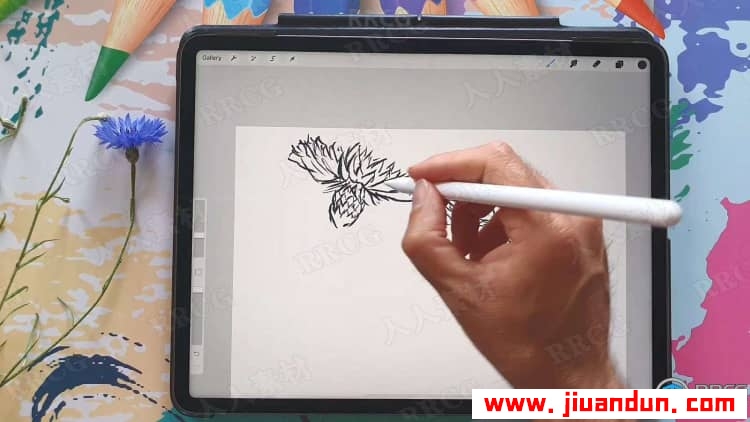 Procreate绘制可爱矢车菊素描涂鸦插画数字绘画视频教程 CG 第5张