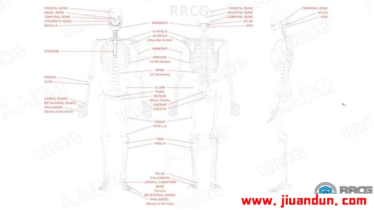 PS骨骼系统角色绘制技巧工作流程视频教程 PS教程 第2张