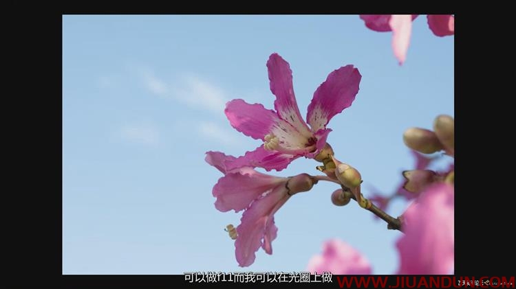KelbyOne花卉摄影师Jackie Kramer艺术微距花卉摄影技巧中文字幕 摄影 第4张