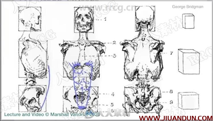 Bridgman国外人体解剖素描大师级解析视频教程 CG 第9张
