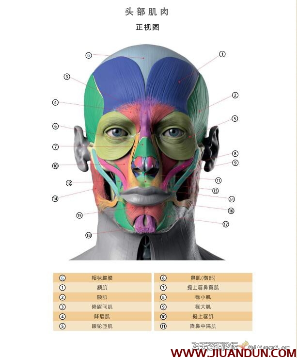人体面部解剖权威教材中文译本面部表情艺用解剖PDF教程 CG 第3张