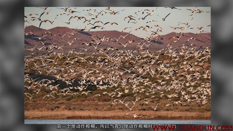 Rick Sammon飞鸟鸟类专业摄影构图装备设置技术教程中文字幕 摄影 第13张