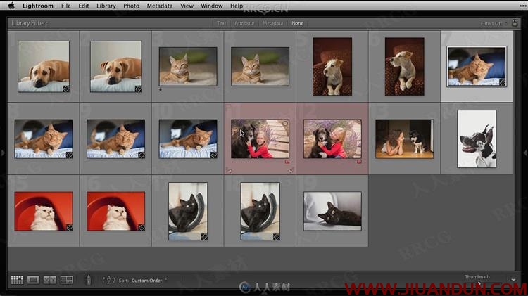 宠物写真摄影及后期处理视频教程 摄影 第13张