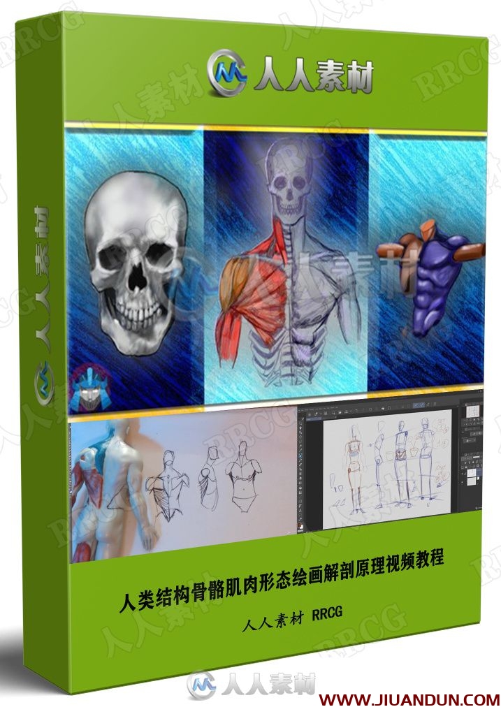 人类结构骨骼肌肉形态绘画解剖原理视频教程 CG 第1张