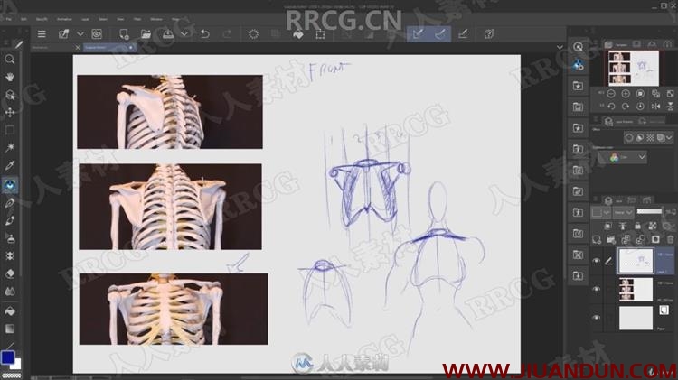 人类结构骨骼肌肉形态绘画解剖原理视频教程 CG 第3张