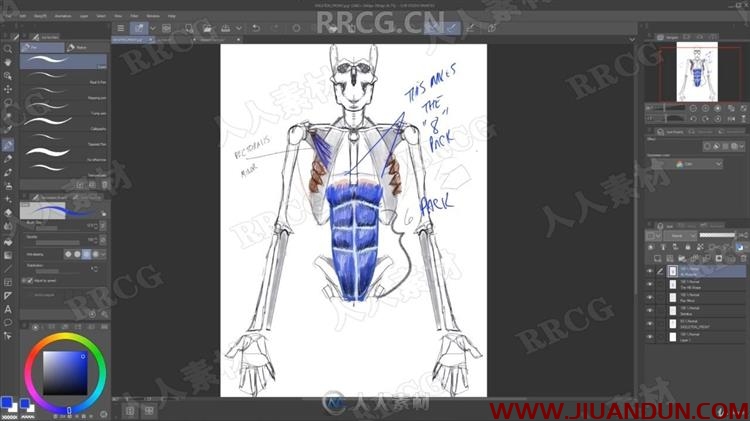 人类结构骨骼肌肉形态绘画解剖原理视频教程 CG 第4张