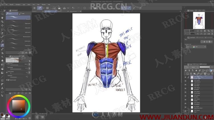 人类结构骨骼肌肉形态绘画解剖原理视频教程 CG 第5张