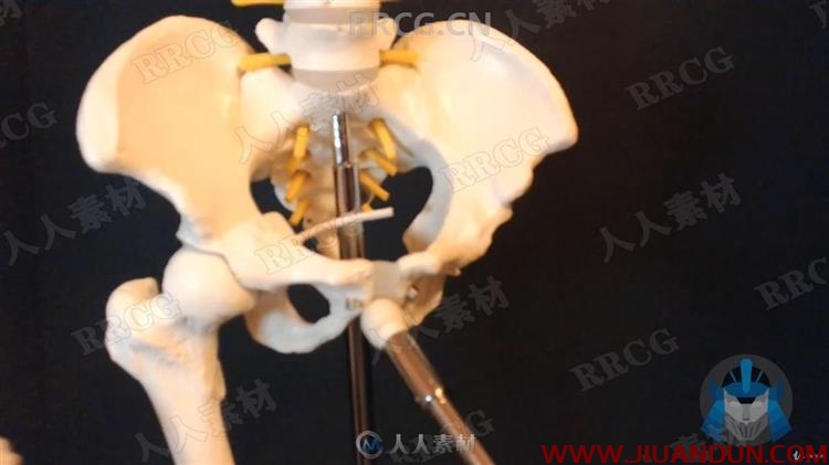 人类结构骨骼肌肉形态绘画解剖原理视频教程 CG 第14张