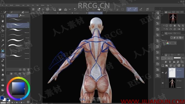 人类结构骨骼肌肉形态绘画解剖原理视频教程 CG 第15张
